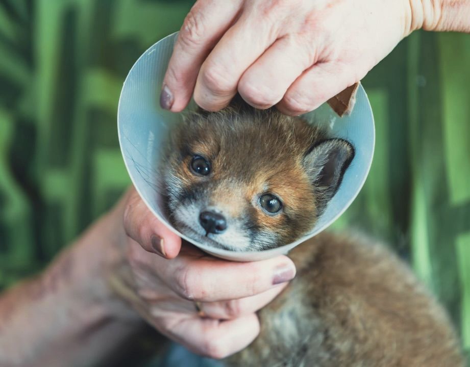 小狐狸戴上了耻辱圈 