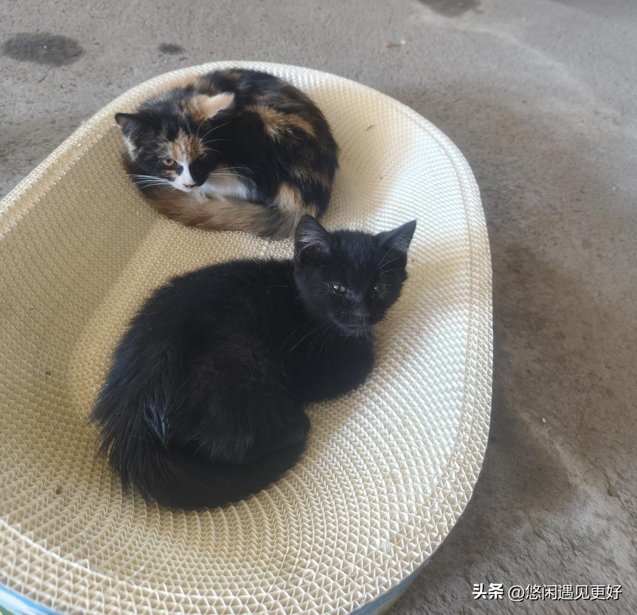 这两只小猫是今天刚拍的！在冷库里出生的小猫咪！

冷库很冷，但也算有吃有喝的！还