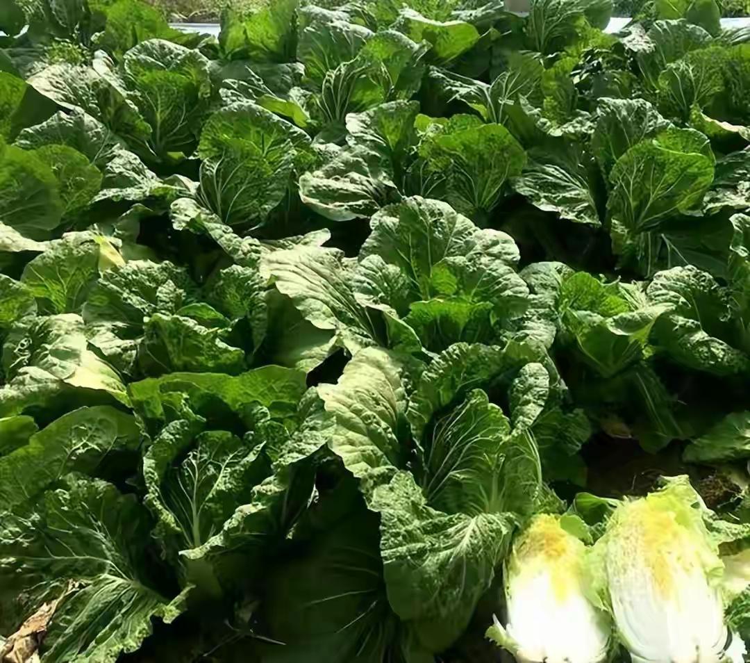 昨天大哥打电话，他们自己种的大白菜丰收了，让我抽空回家拉点大白菜。前段时间侄女婿