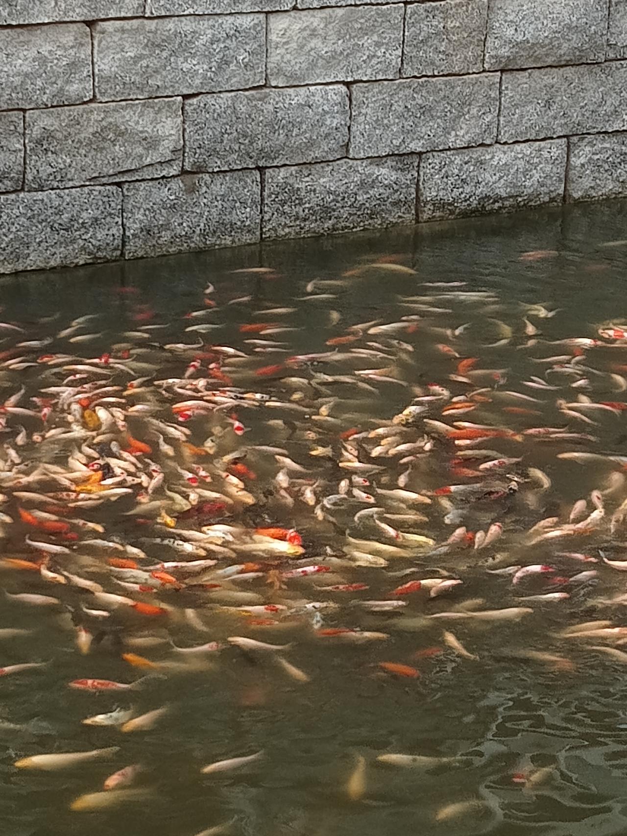 石砌的池墙边，水里挤满了大大小小的锦鲤，白的、红的、金的鱼儿层层叠叠，扎堆在一块