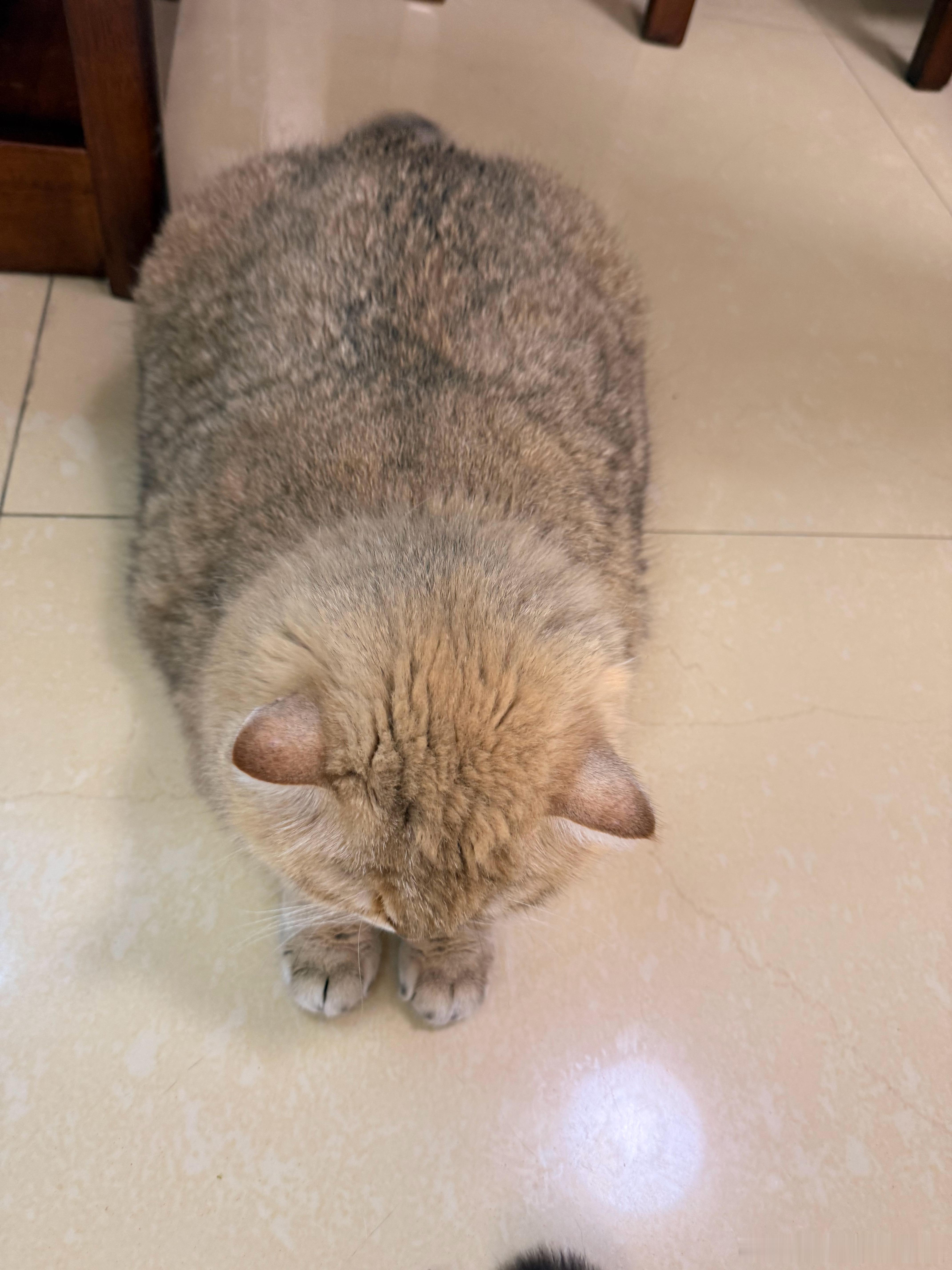 晚安萌宠猫咪