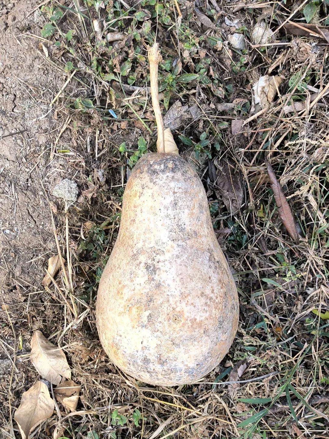 这是一个自然成熟后並晾干了的葫芦，被人弃之一边。在古代，直至现代，人们还一直把它