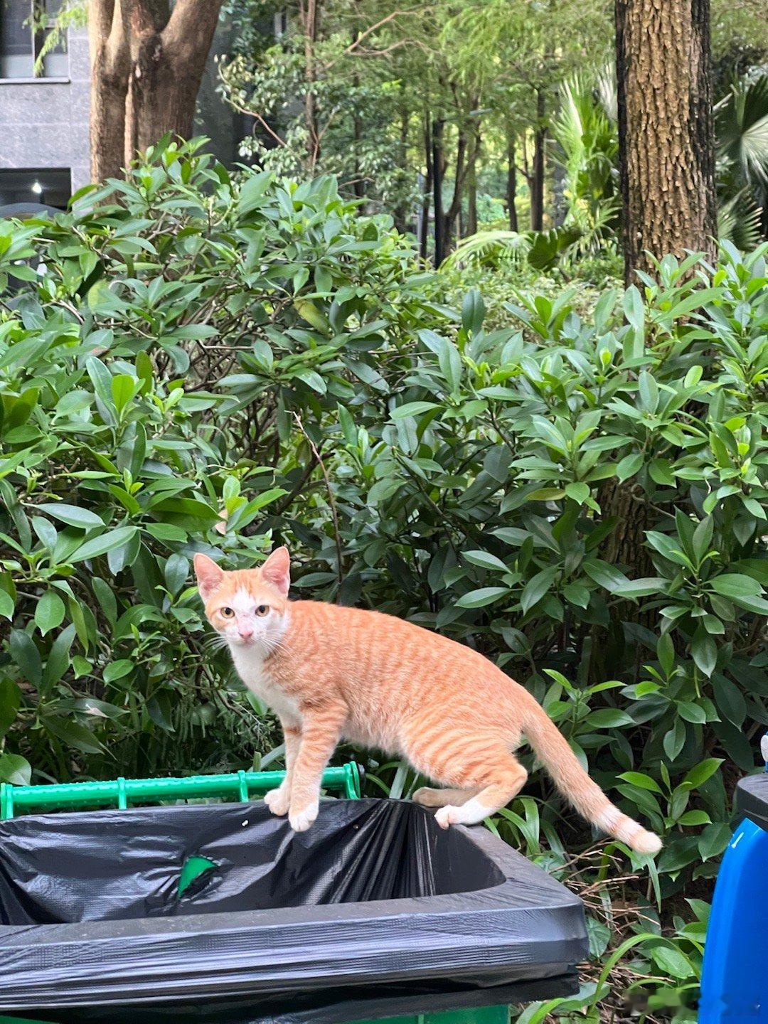 一眨眼，这群小猫长大了可见这个月我真没几天在家 ​​​