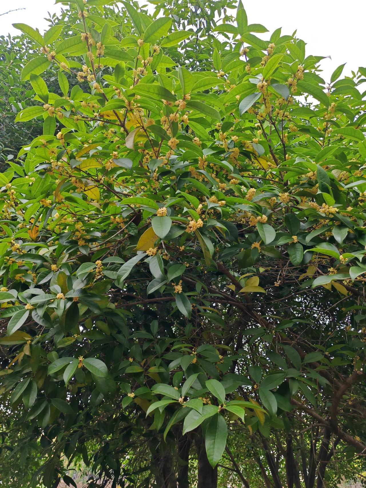 这个季节，漫步在公园里，浓郁的桂花香味沁人心脾。感觉今年摘桂花的人少了，人们喜欢