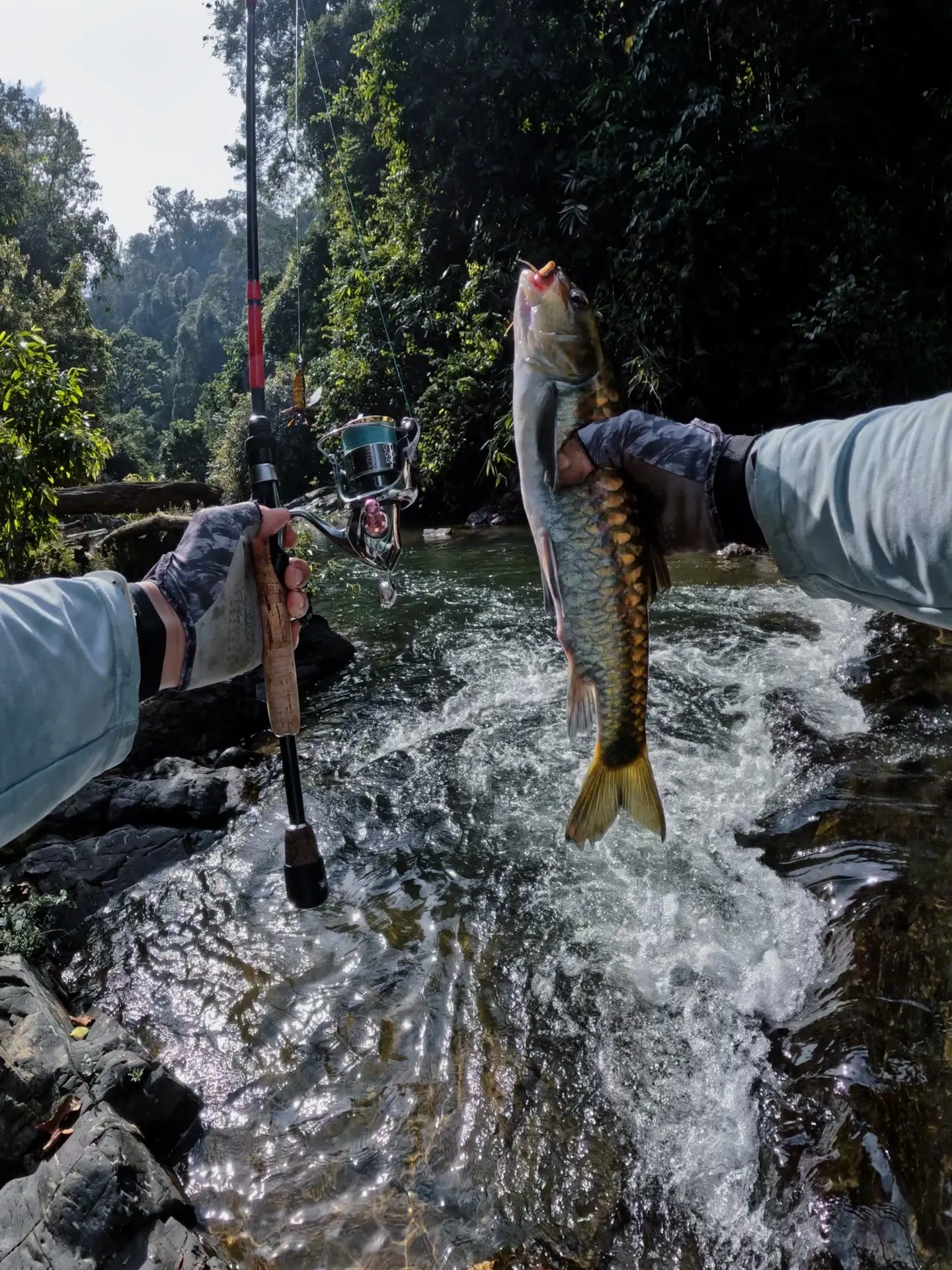 天一冷就想往热带跑。又想去秋兰湖溯溪了🥹邂逅蓝吉罗水玛骝