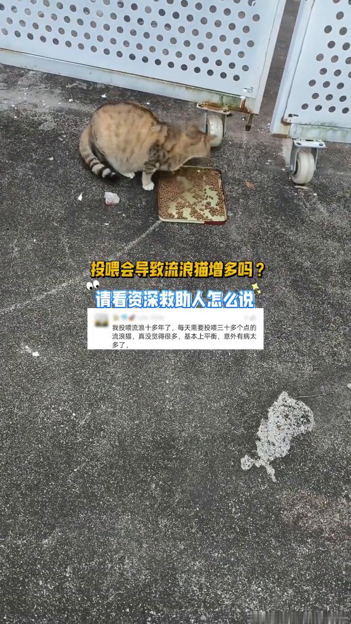 投喂会导致流浪猫增多吗？请看资深救助人怎么说。
我投喂流浪十多年了，每天需要投哪