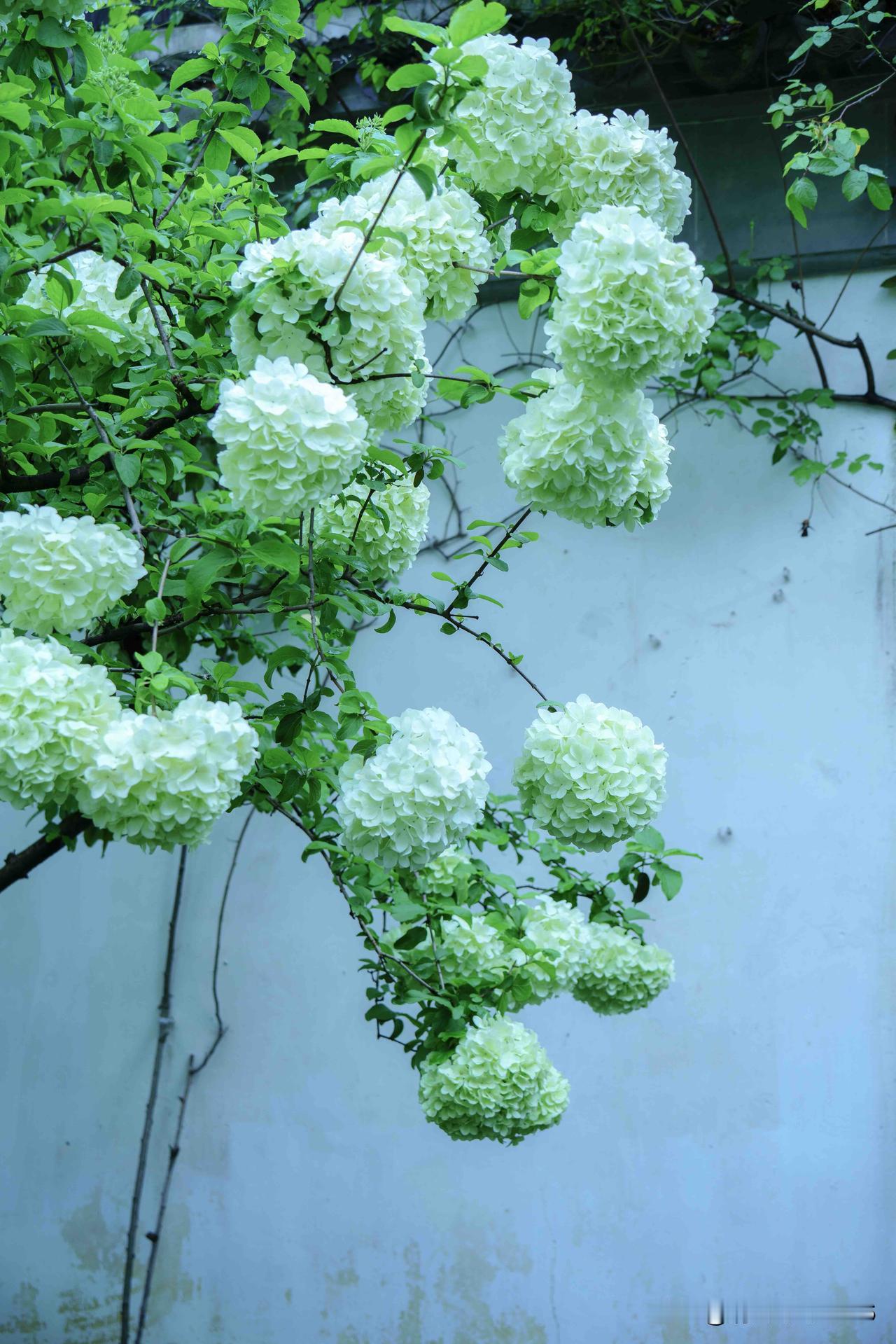 苏州可园 ｜花窗藏秀色 戏影入清庭
 🤍 绣球堆雪  一院江南

      