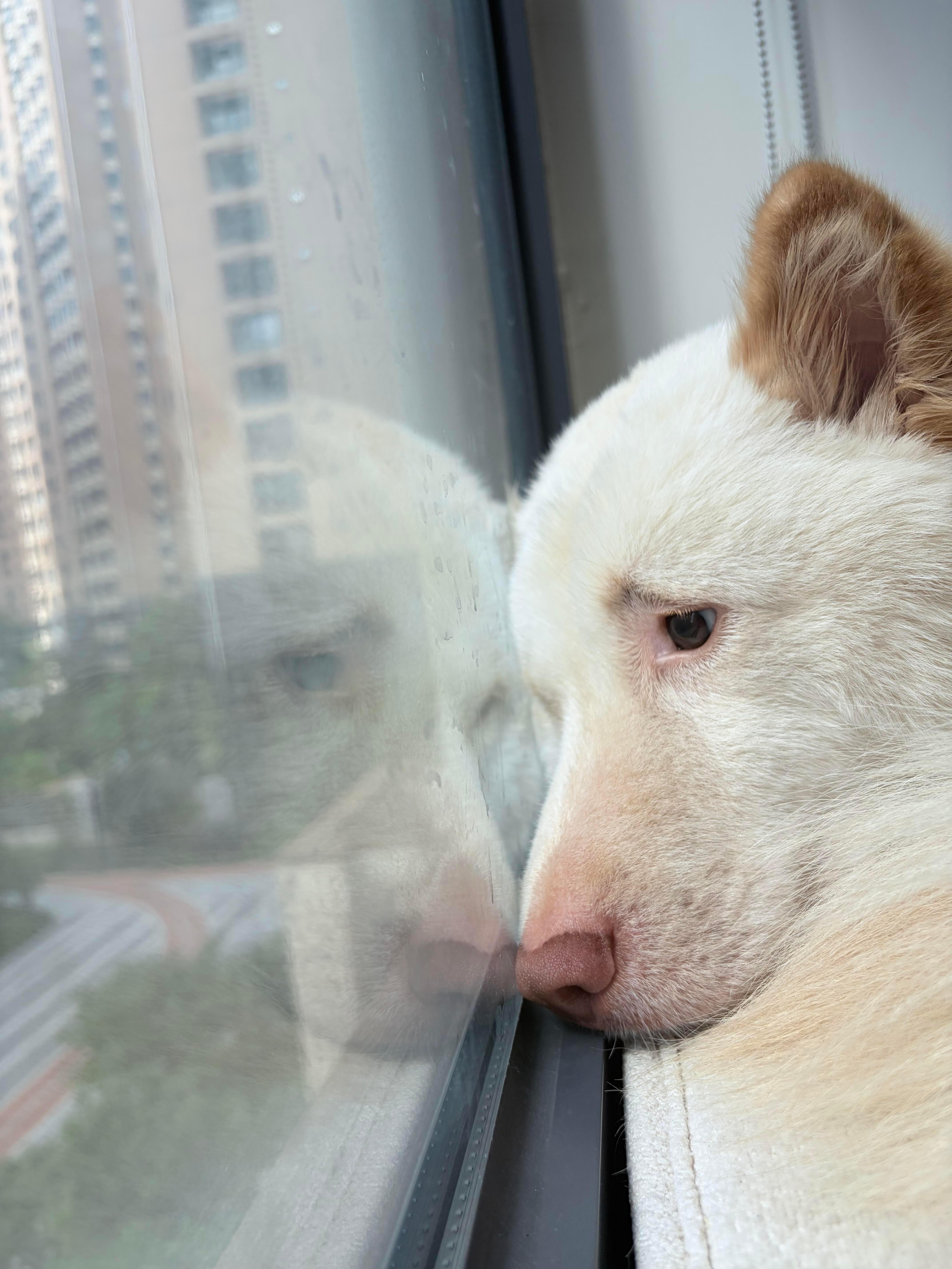 小狗：怎么又是个下雨天 