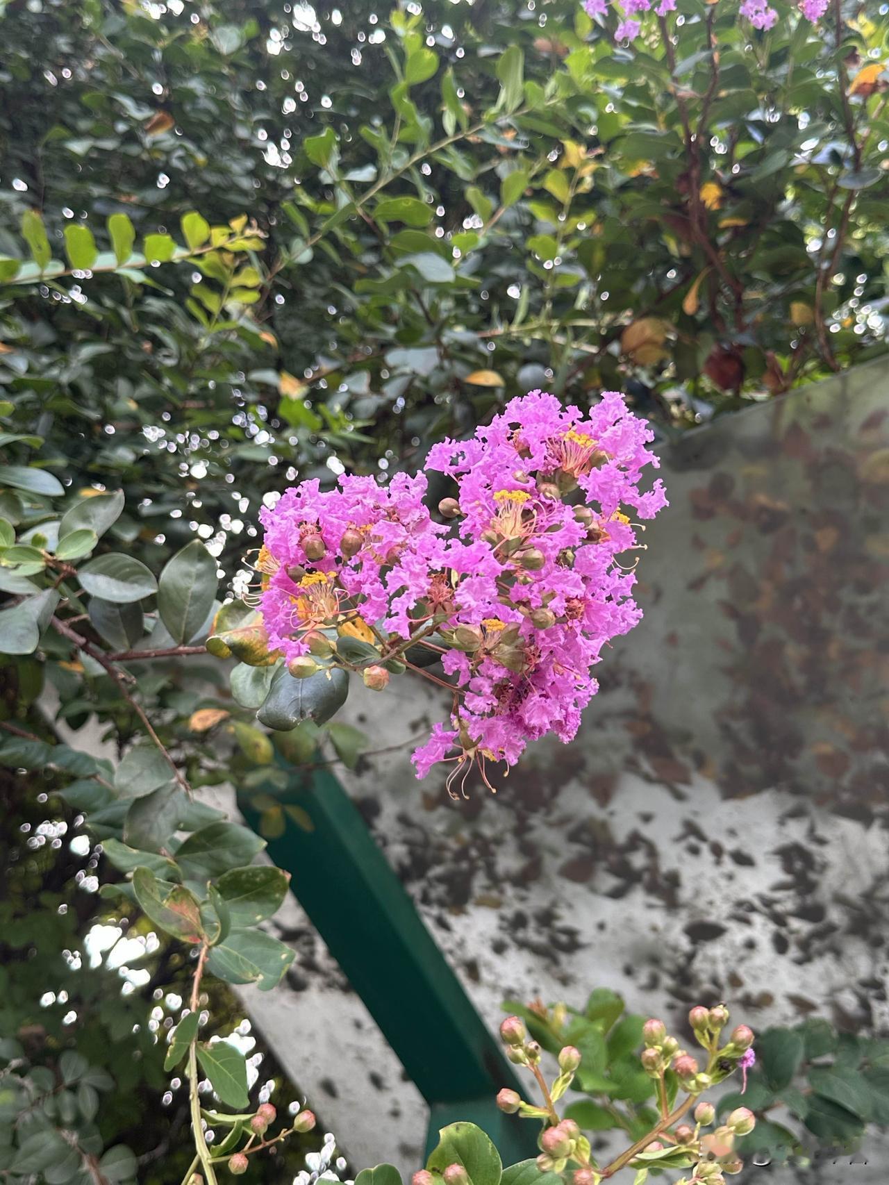 一簇紫薇静静绽放在墙角，细碎的花瓣，藏着夏日独有的温柔与浪漫。