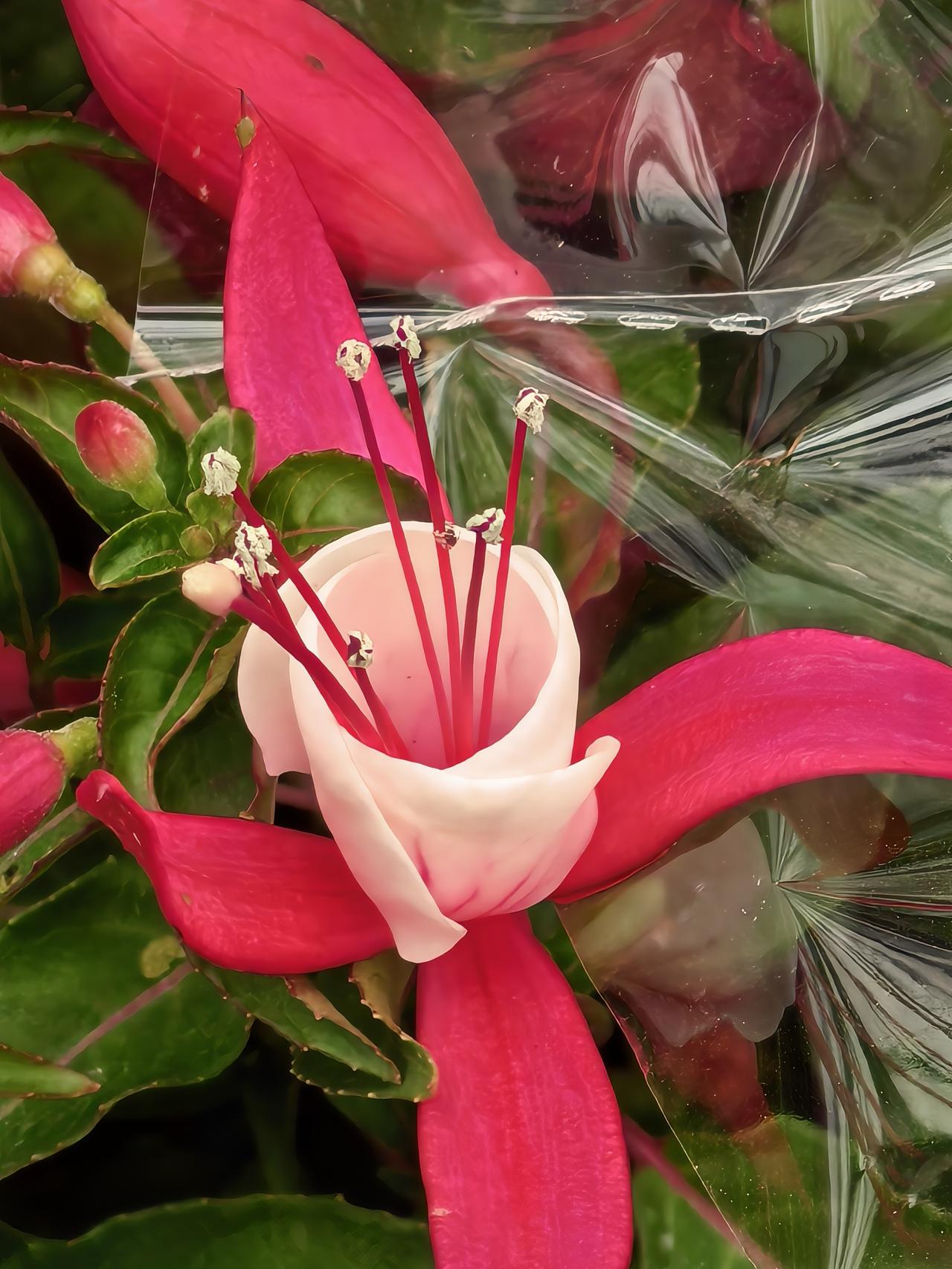 鲜艳夺目，姹紫嫣红！

三九隆冬，滴水成冰。今日是四九首日，天气预报称今夜至明日