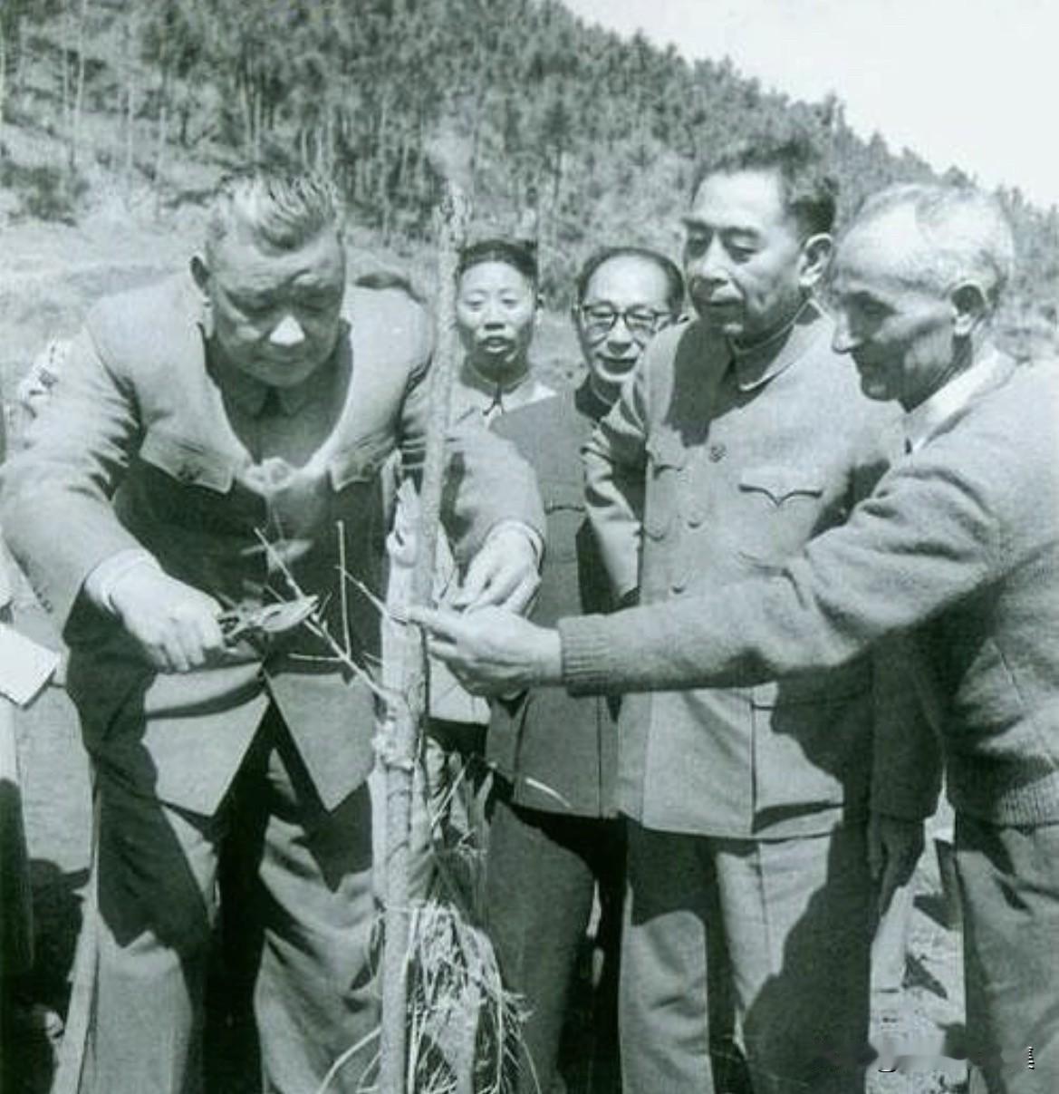 1964年3月，阎红彦将军（左一）与周恩来总理一起在昆明海口林场种植阿尔巴尼亚油
