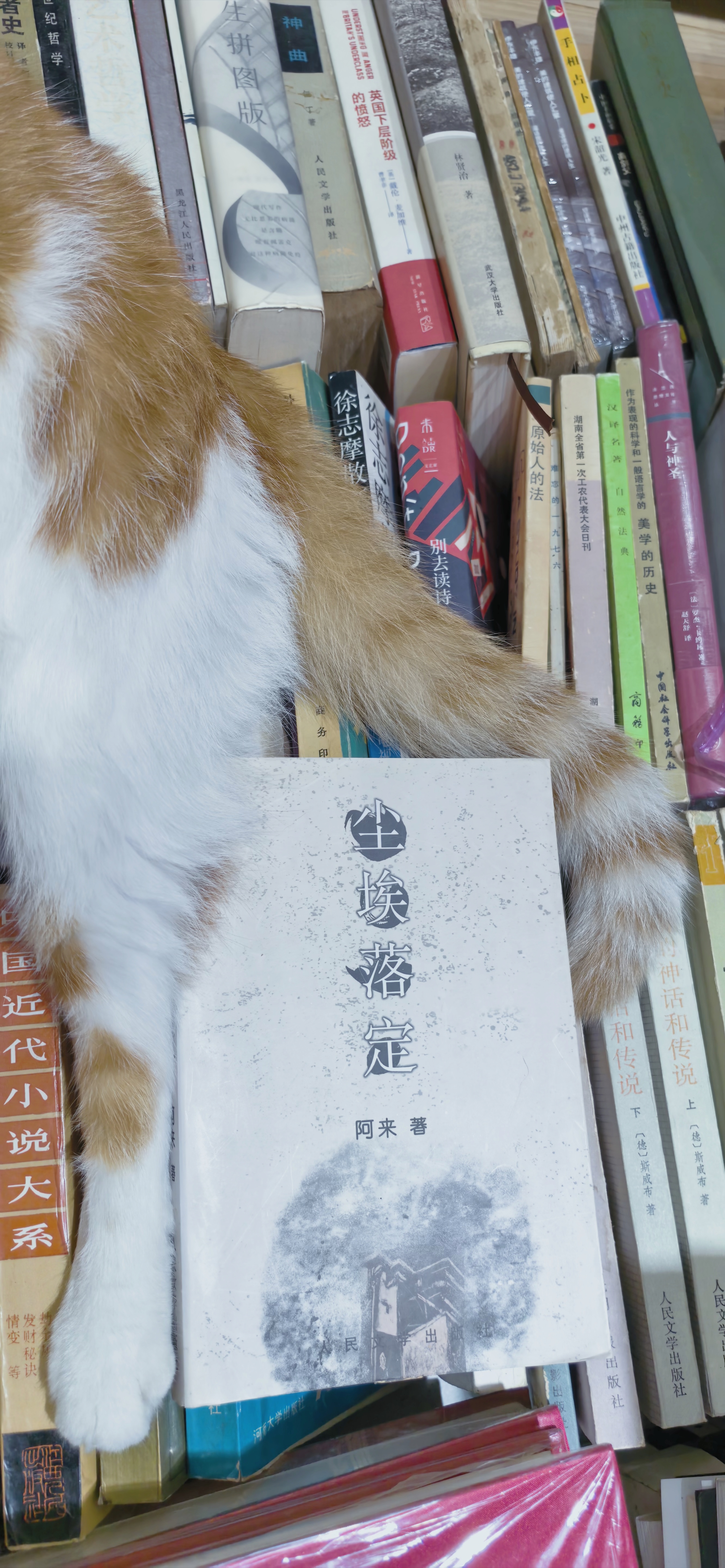 小猫咪在一堆书里选中了《尘埃落定》