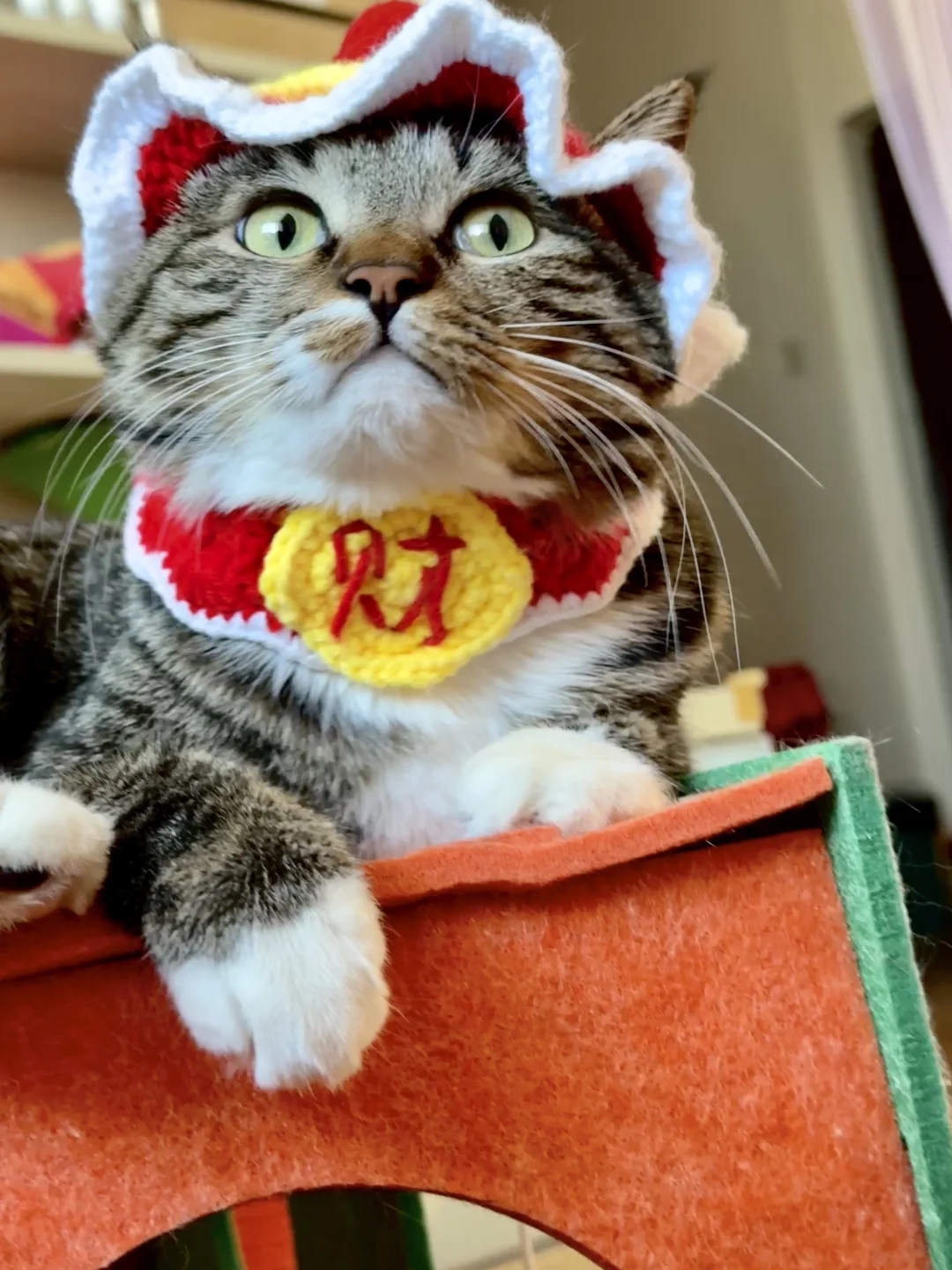 除夕啦 小虎变成喜庆小呆瓜