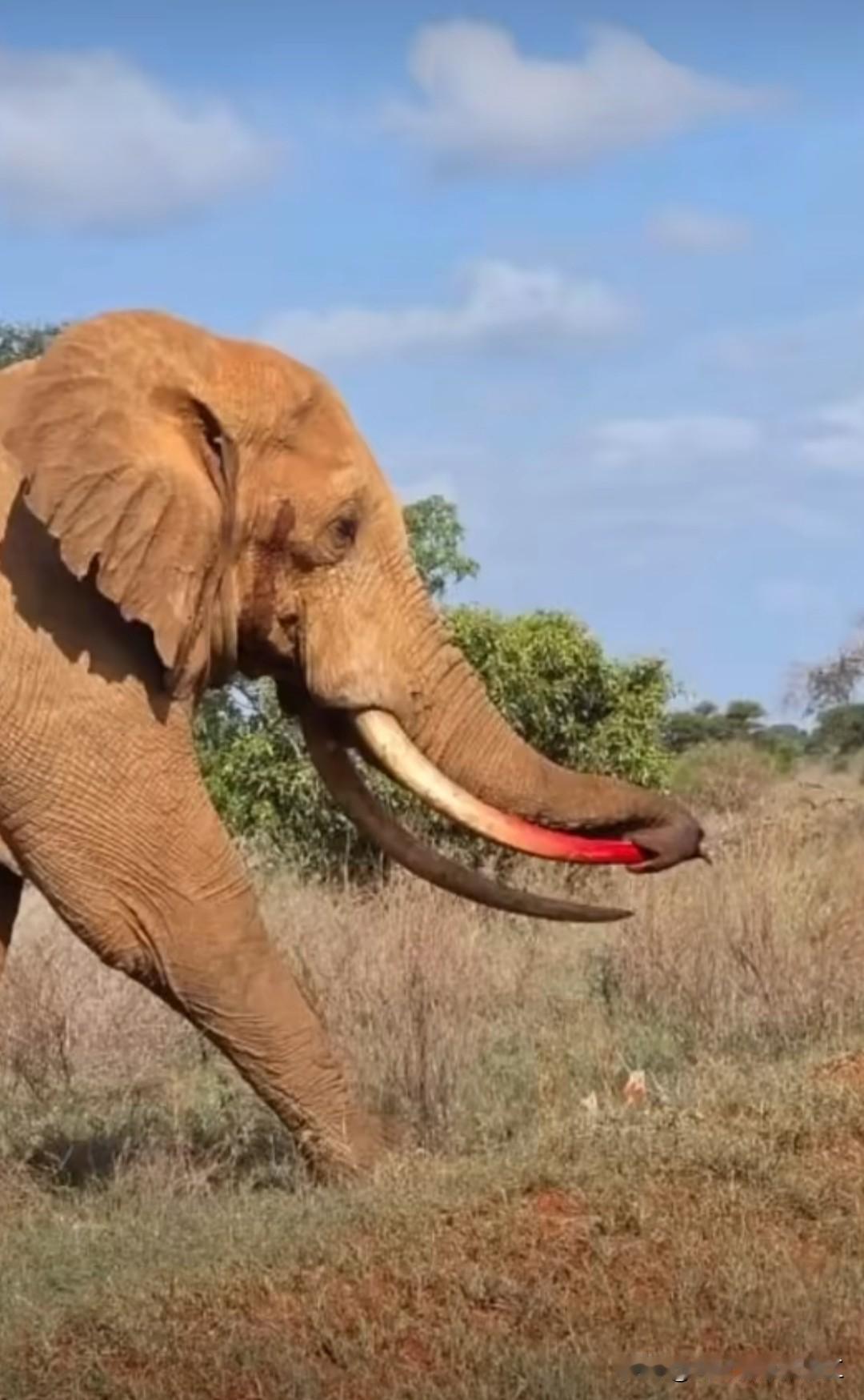 在肯尼亚察沃，出现了一桩离奇的病例：一头公象的长牙刺穿了自己的象鼻。（图中可见它