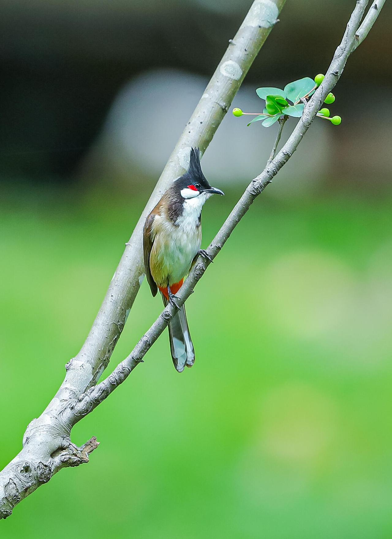 可爱的小家伙红耳鹎。