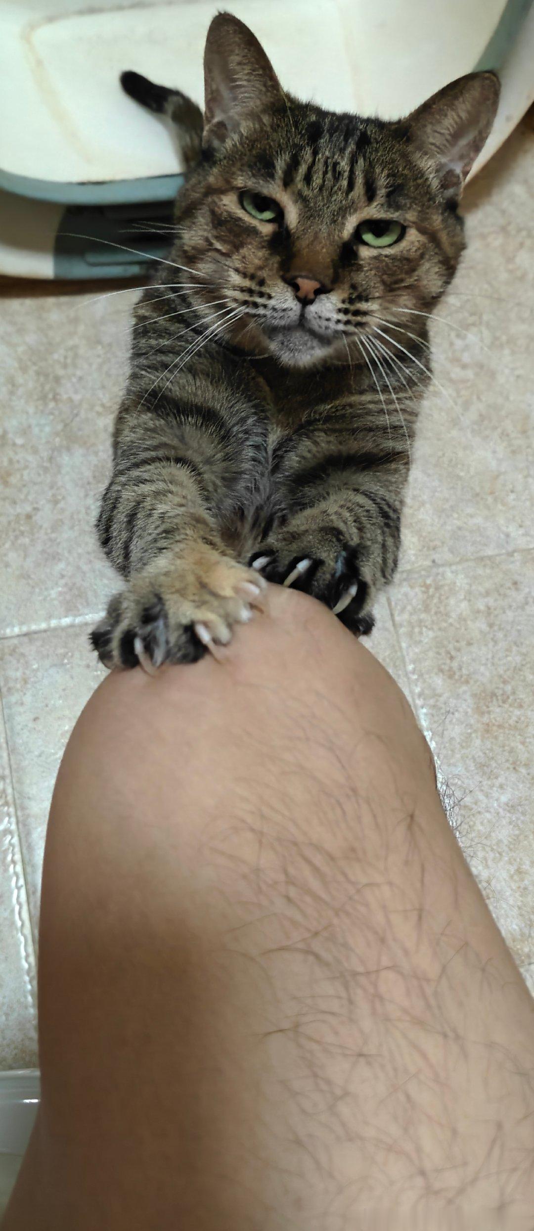 猫坏！ ​​​