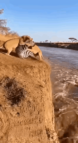 斑马舍命这一跳，重获新生！