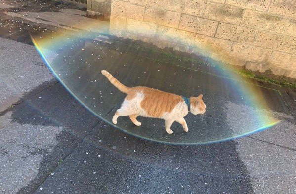 日常迷信，转发一只彩虹保护罩的猫咪！下个月好运保佑呀~[中国赞] ​​​