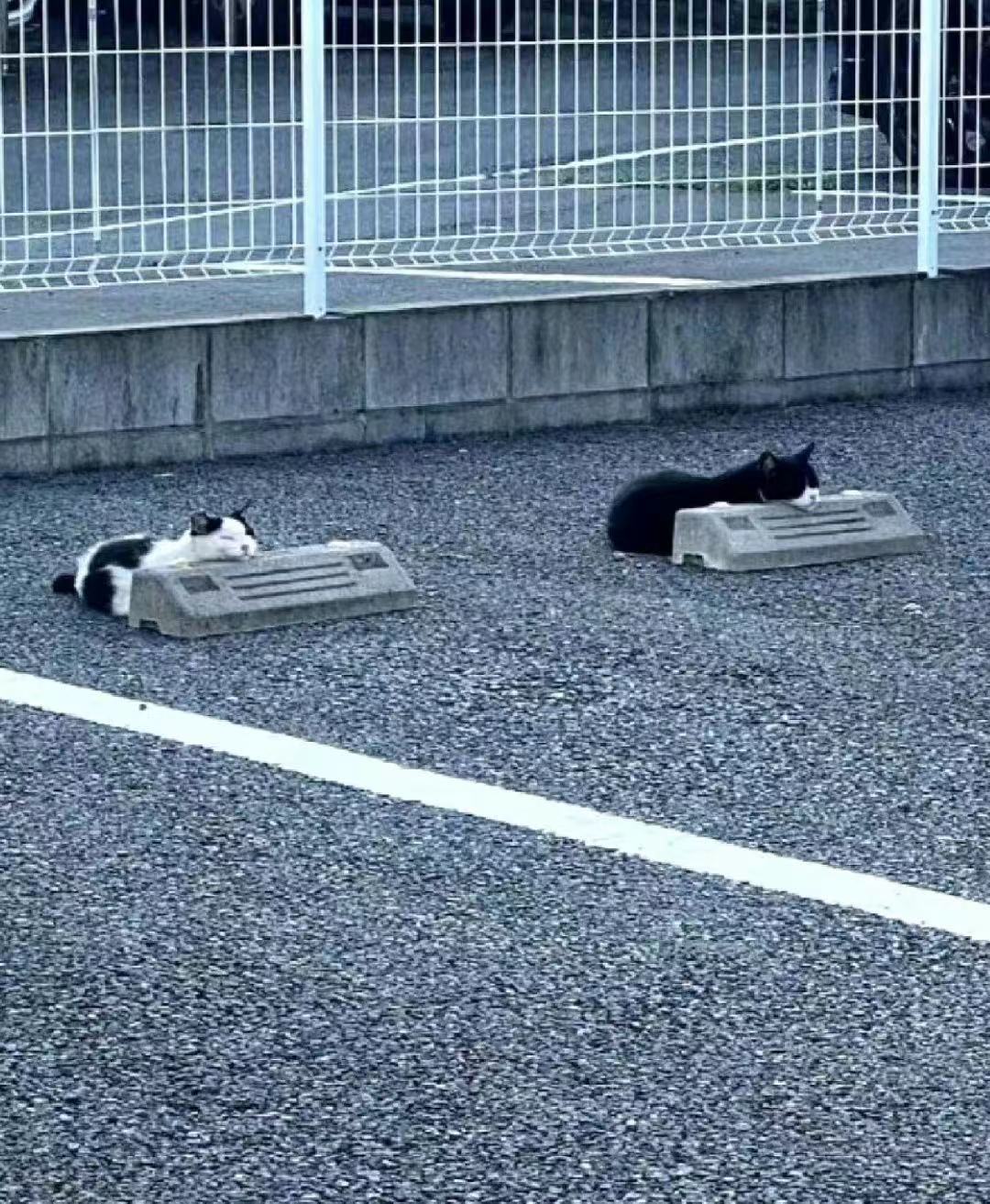 猫猫们自己的停猫场 ​​​