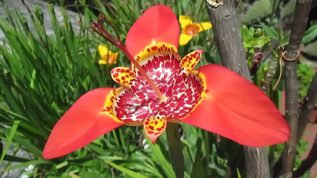 虎皮花，人间富贵花