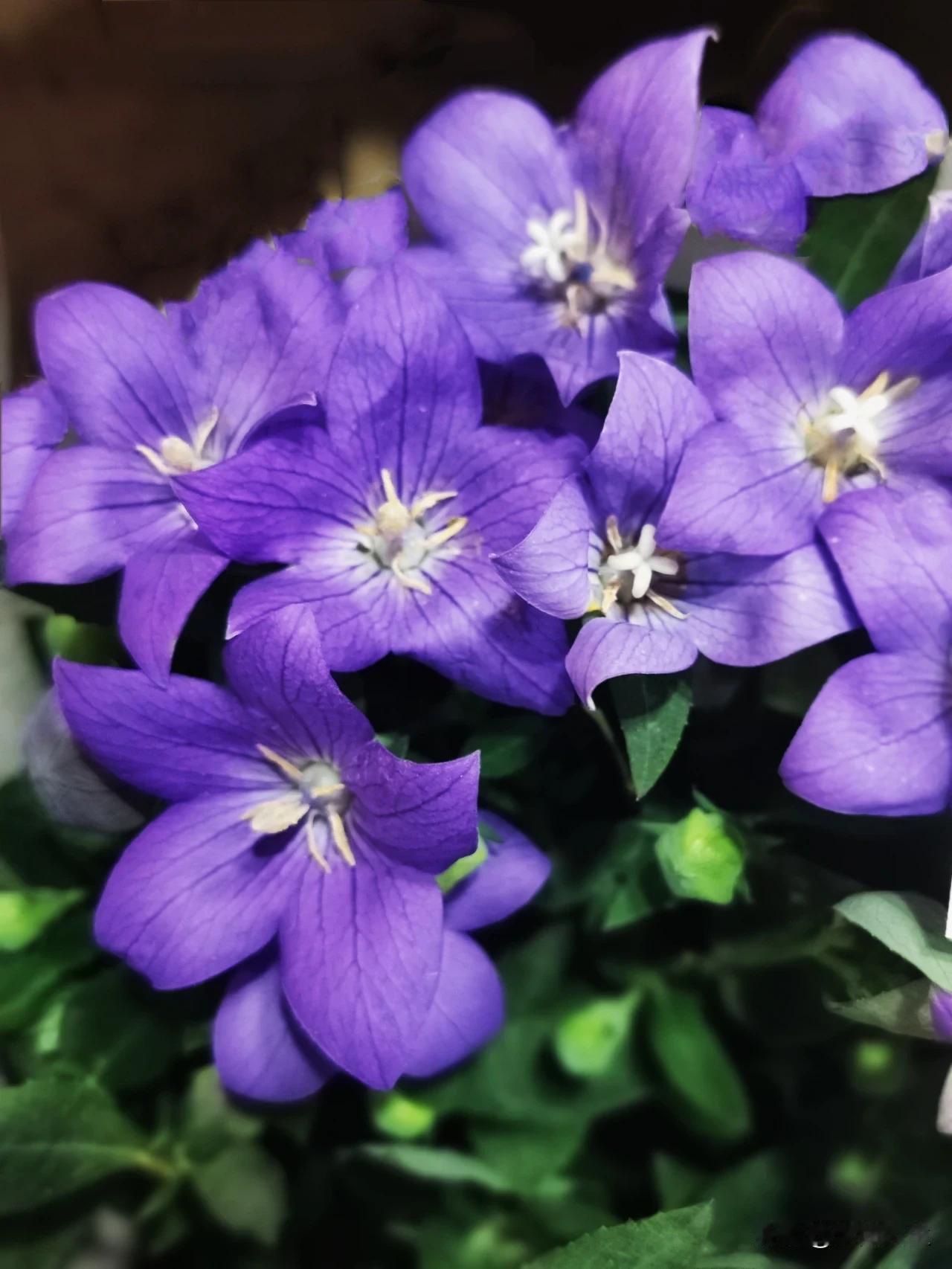 #秋日生活打卡季##秋季花朵分享# #初秋赏紫堇花# #随手拍的花分享# #手机