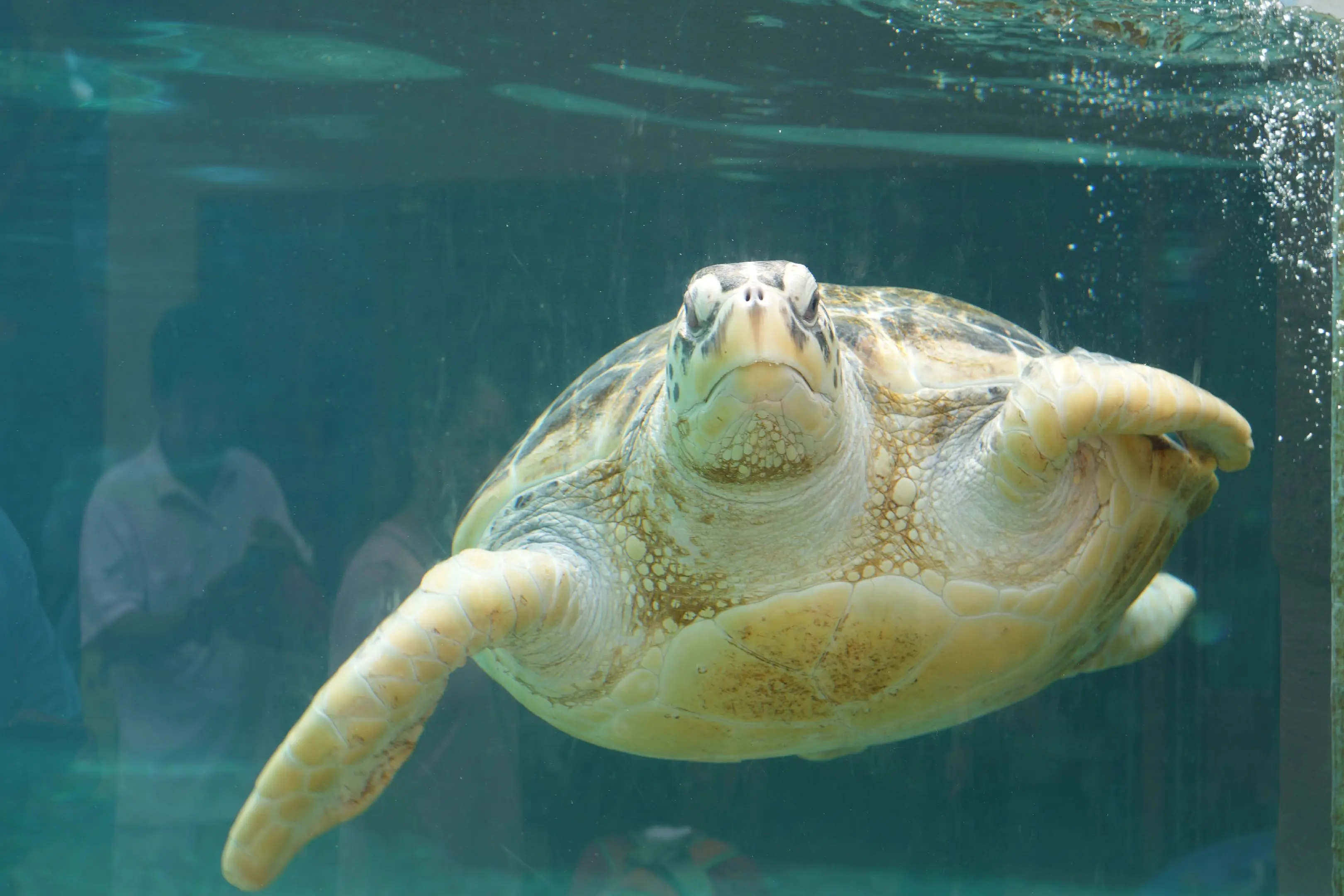 海龟:HI，唔好拿我嚟煲老火靓汤啊！虽然食在广州。