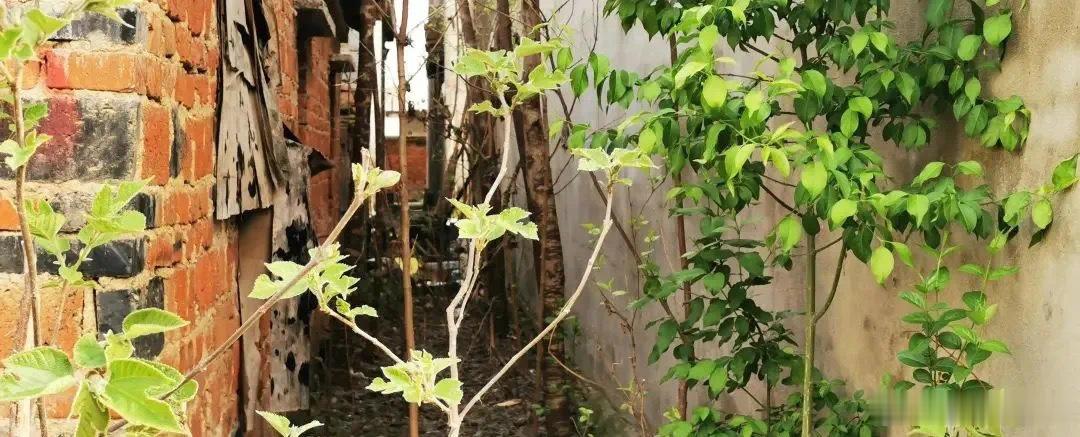 阿夯与赵倔·默斋主人原创叙事哲理散文小时候住乡下，村里的人都直白，好坏聪愚，一眼