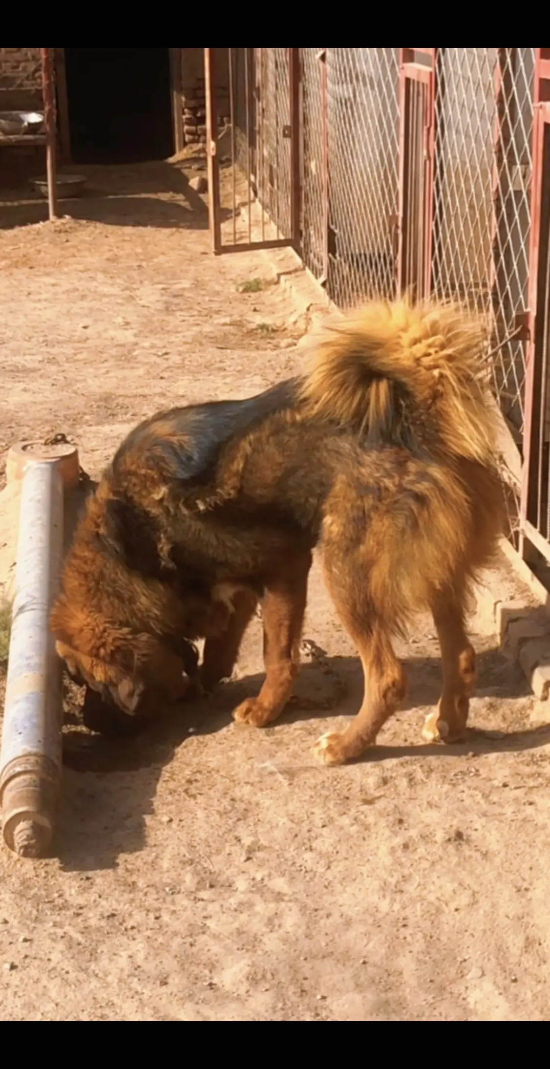 爱獒杰克（两岁半，非买卖）