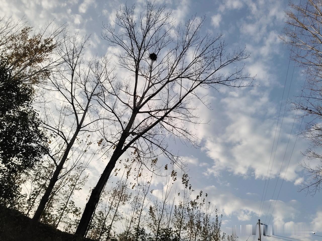 今儿遛弯一抬头，嘿，今天的天空真是让人舒服。
看这棵树可真“飒”——叶子快秃完，