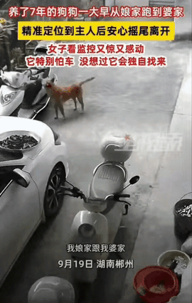 湖南郴州，家里养了七年的狗狗，一大早独自从娘家跑出来，一路跑到婆家。
 
它精准