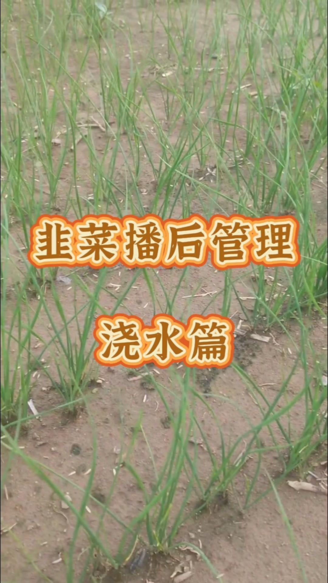 1️⃣播种后先浇一遍透水，之后每2-3天浇一次水，小水轻浇，保持土壤湿润但不积水