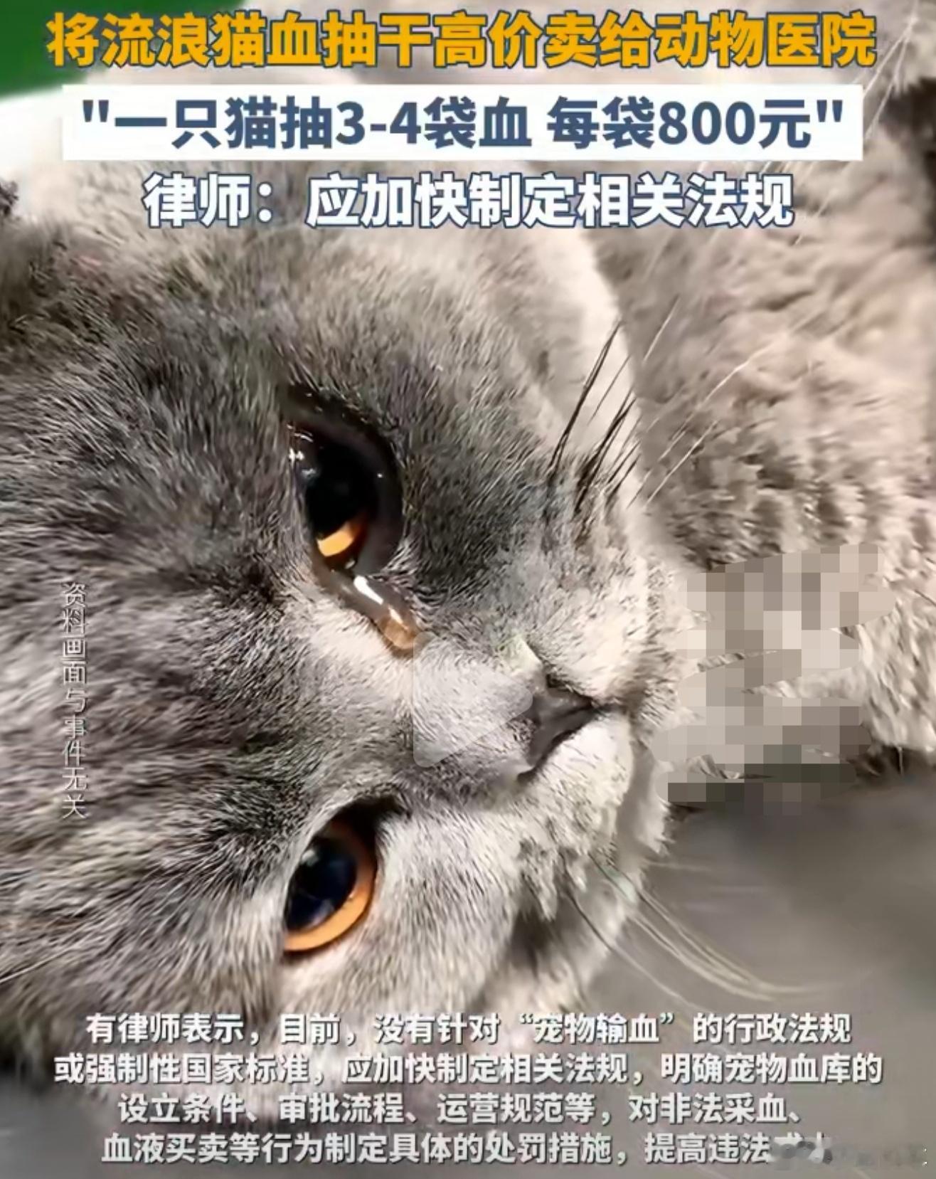 动物血库灰色产业被曝光太残忍了，为了赚钱活生生把一只猫血吸干了，这简直就是恶魔 