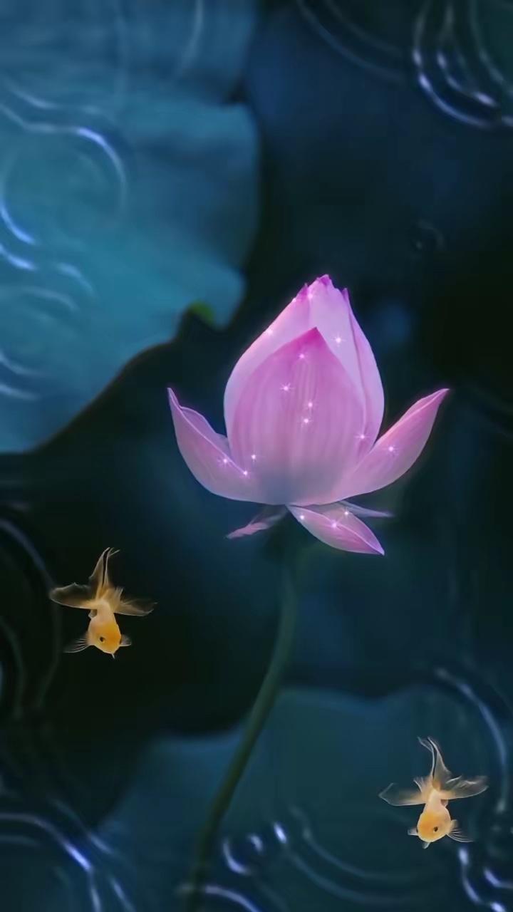 莲苞凝露星垂瓣，
蓝湛高空月露媚。

横批：《星垂瓣与月露媚》