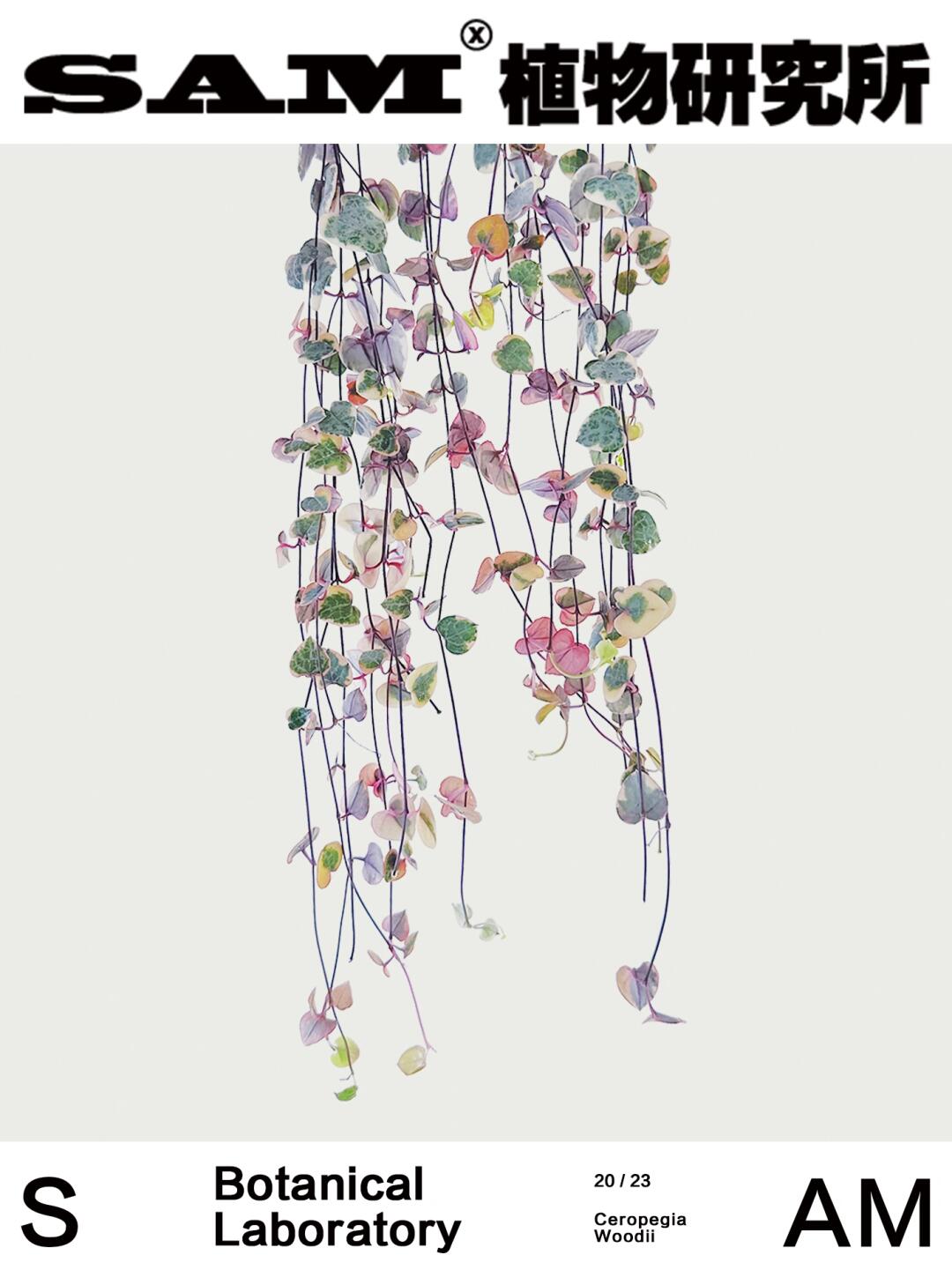 爱之蔓锦｜Ceropegia Woodii Varagata