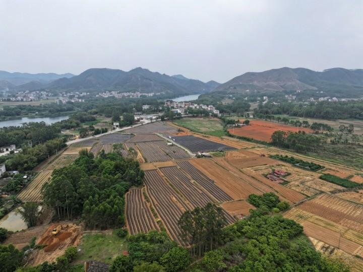 【藤县｜科技赋能春种忙 葛苗映绿振兴路】

人勤春来早，春耕正当时。眼下正值粉葛