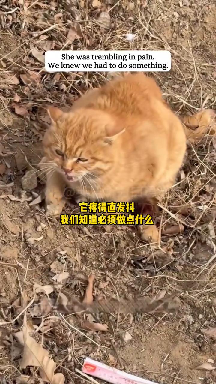 英语听力口语。
我们去滑雪后看到一只小猫被夹在捕兽夹里，它大概吓坏了，所以变得非