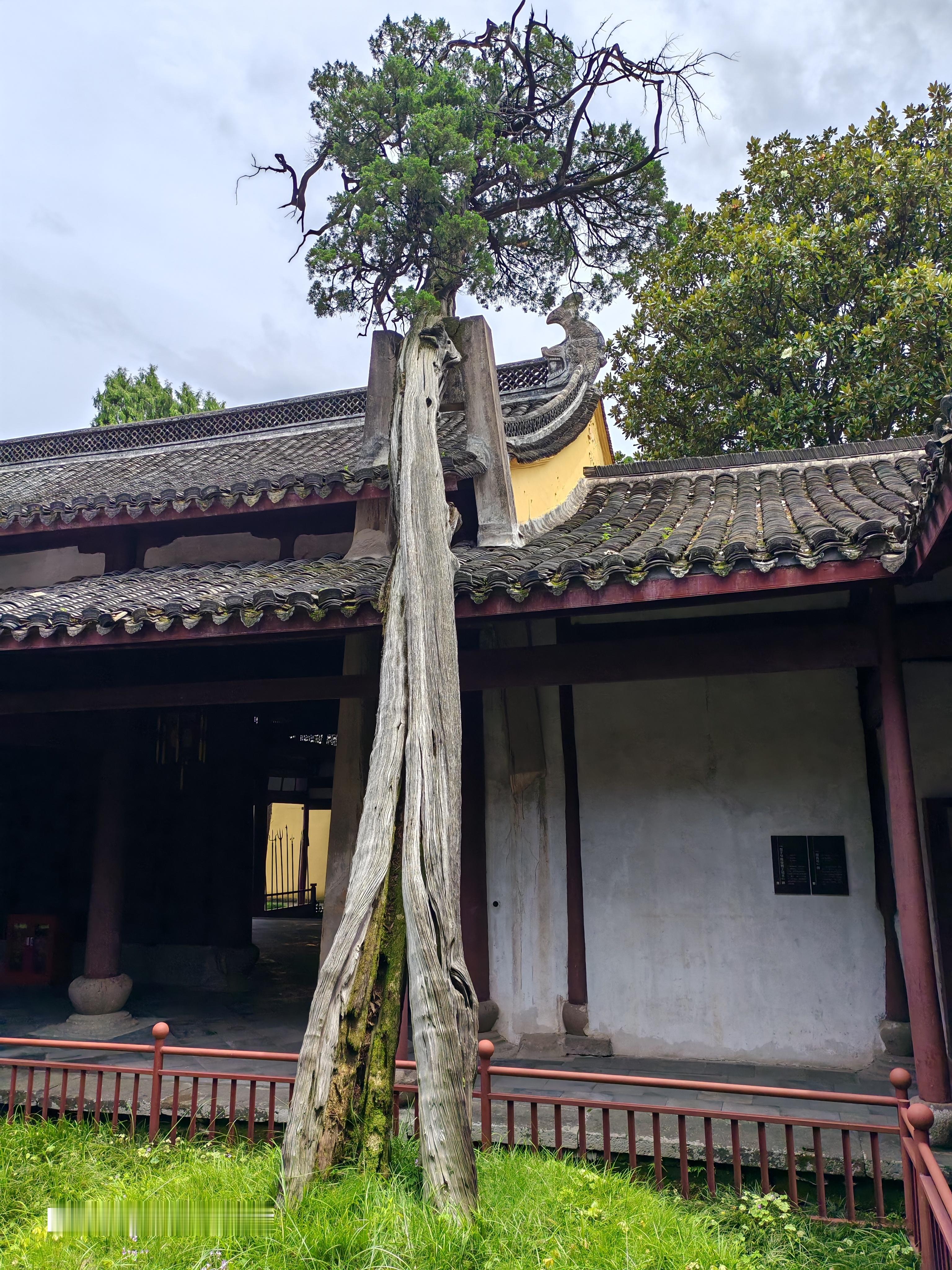 太平天国侍王府这个1109年的树太震撼了，以前就来看过，再次看到还是会震惊一下，