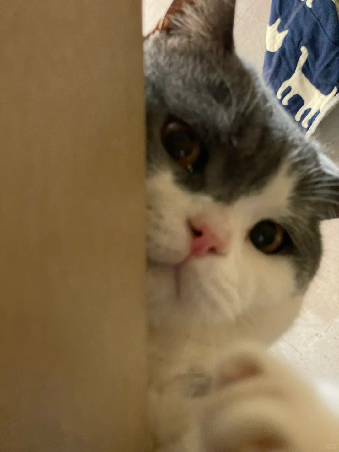 拿来我看看👀
