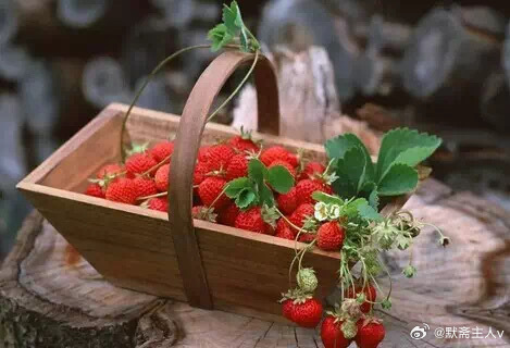 巷口银杏棋·默斋主人原创叙事抒情哲理散文巷口老银杏下，常年聚着三两棋局。最安静的