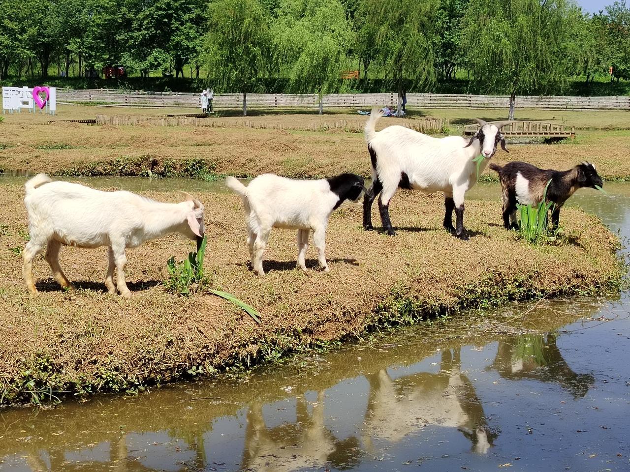 羊妈妈带着孩子们游玩吃草
2026年4月19日摄于湖北省鄂州市杏福农庄