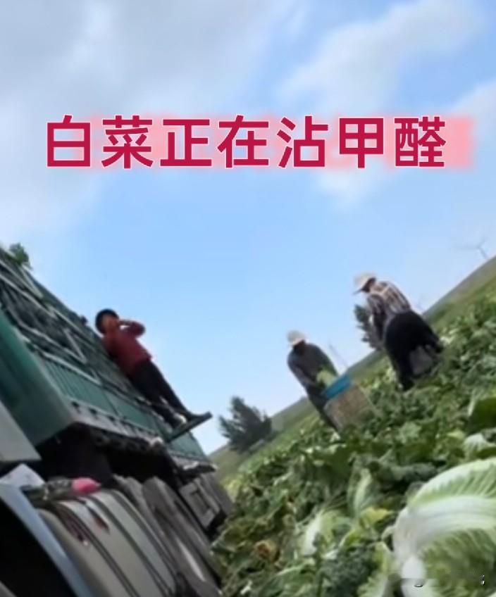河北白菜沾甲醛，谁吃谁玩完[发怒]
有网友拍到所有在河北拉白菜的大车，无一例外，