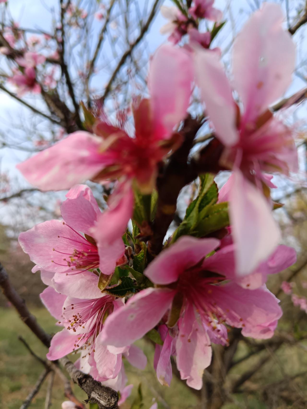 眼下正是各色花朵盛开时节，特别是太华路八中附近，各色花朵竞相开放，吸引了过路人的