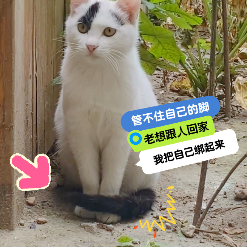跟人家旅次被拒后猫把自己绑起来