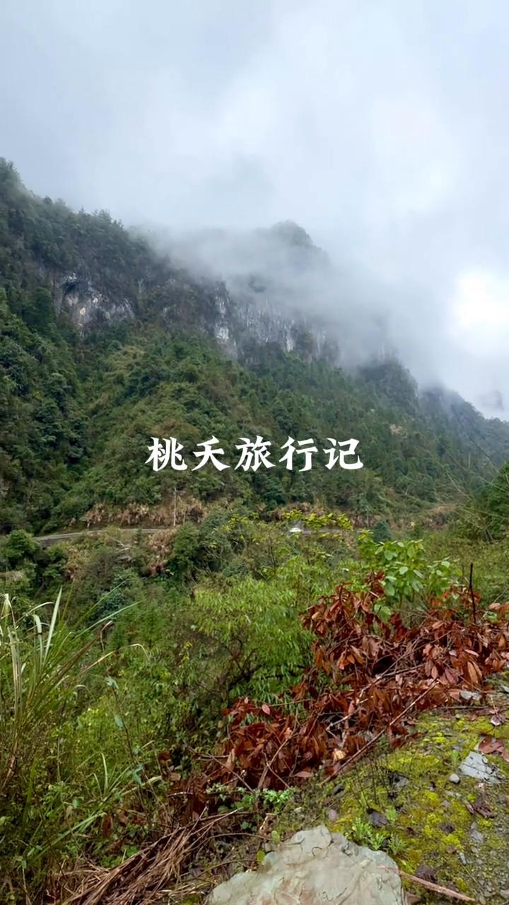 桃天旅行记。