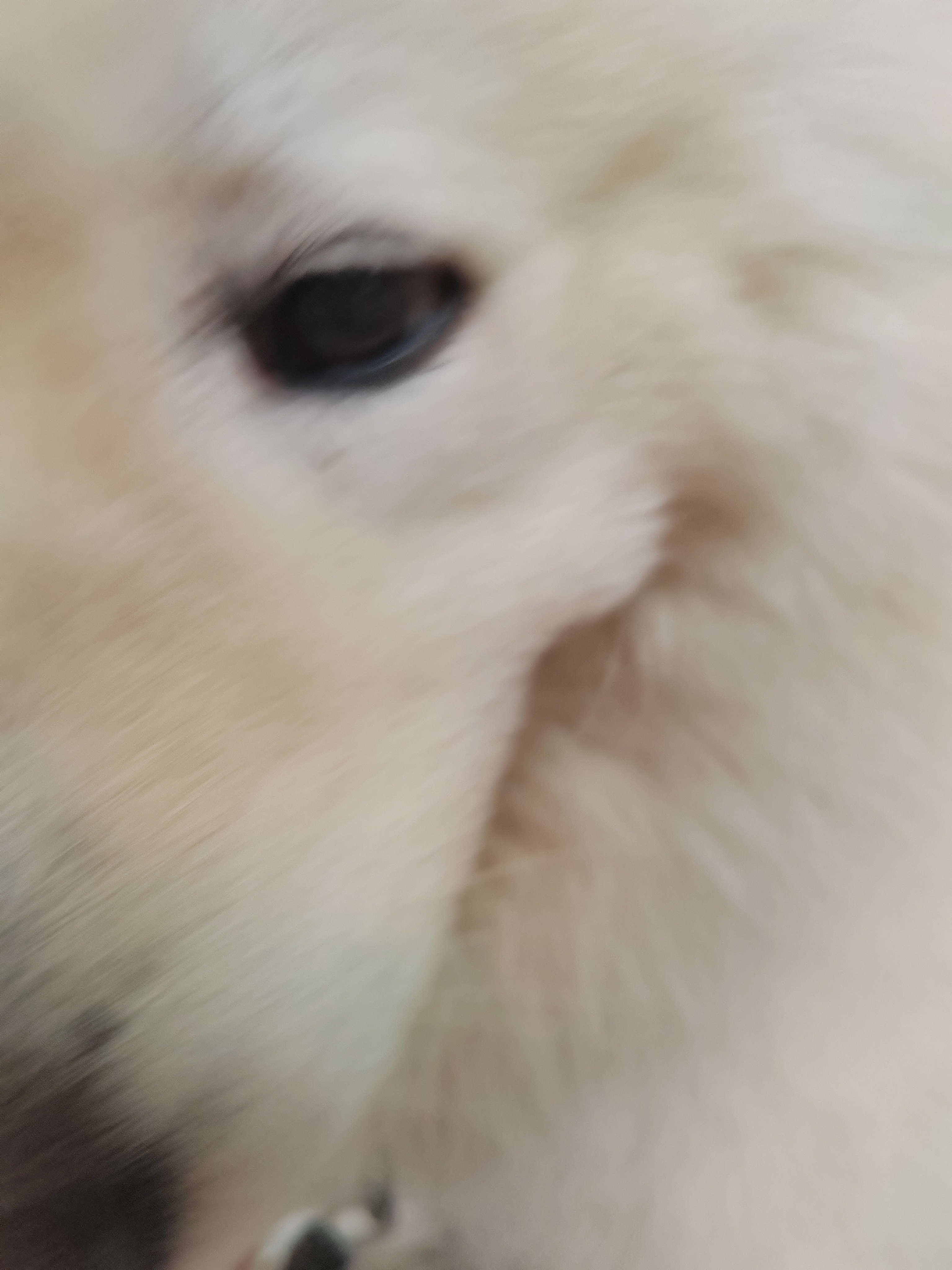 我知道，你就是草原王的狼。 ​​​