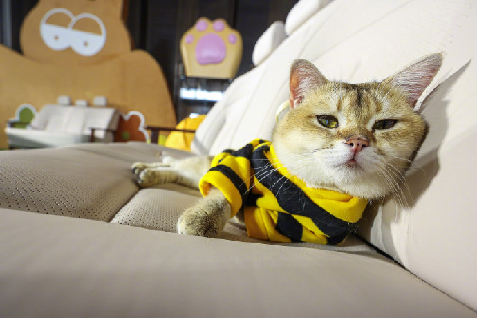 车企整活还得看东风日产N6，上市直接把“百万级后排大沙发”打包成媒体礼，500家