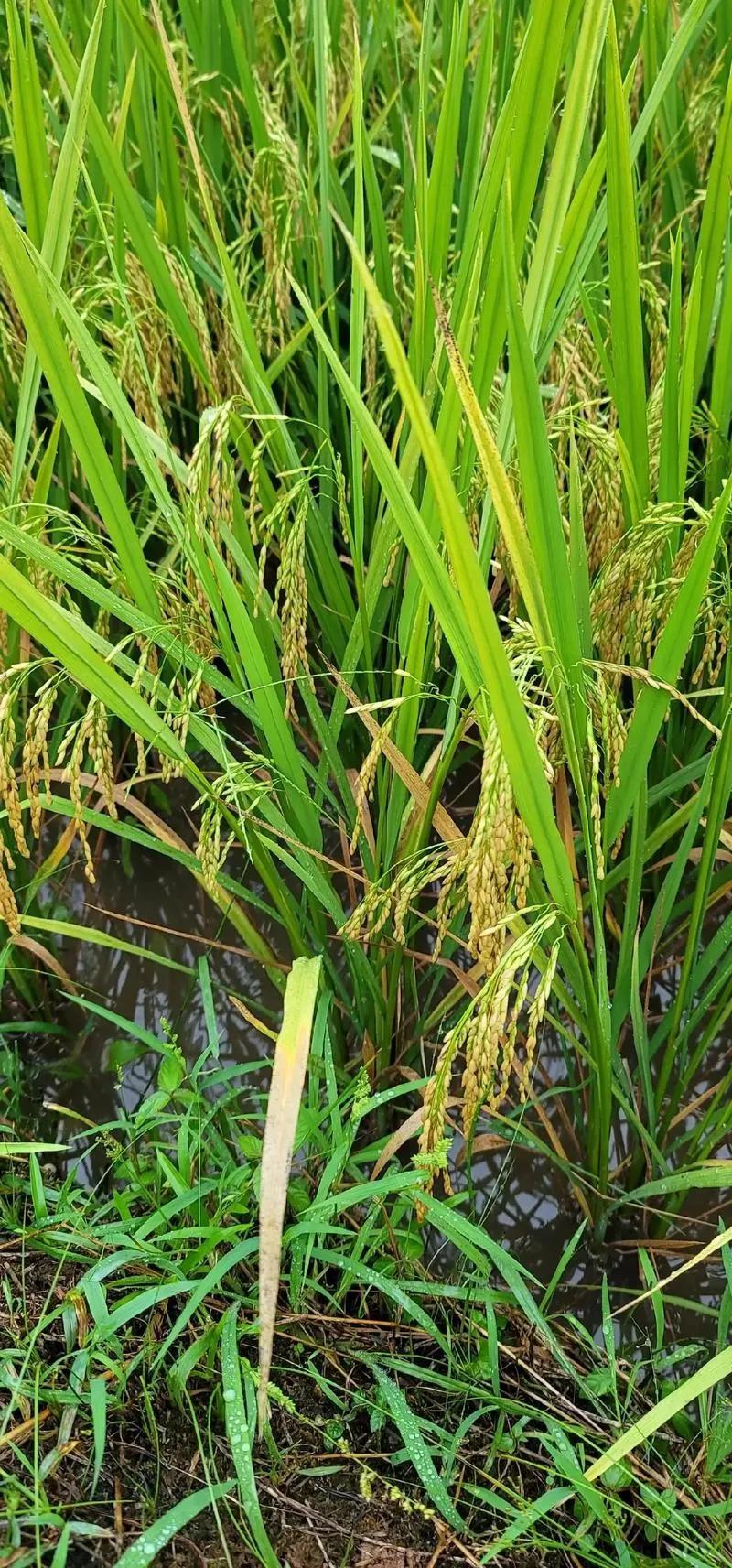 绿植青似玉，
粱谷赤如金。（梁粱=粮）