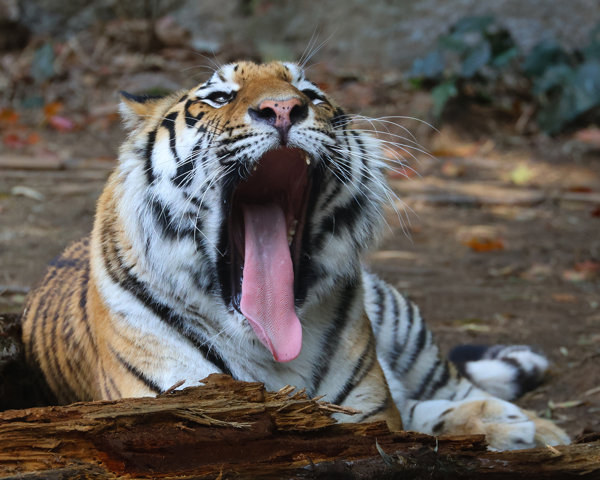 老虎 春眠不觉晓虎虎版~【推：yoko】 