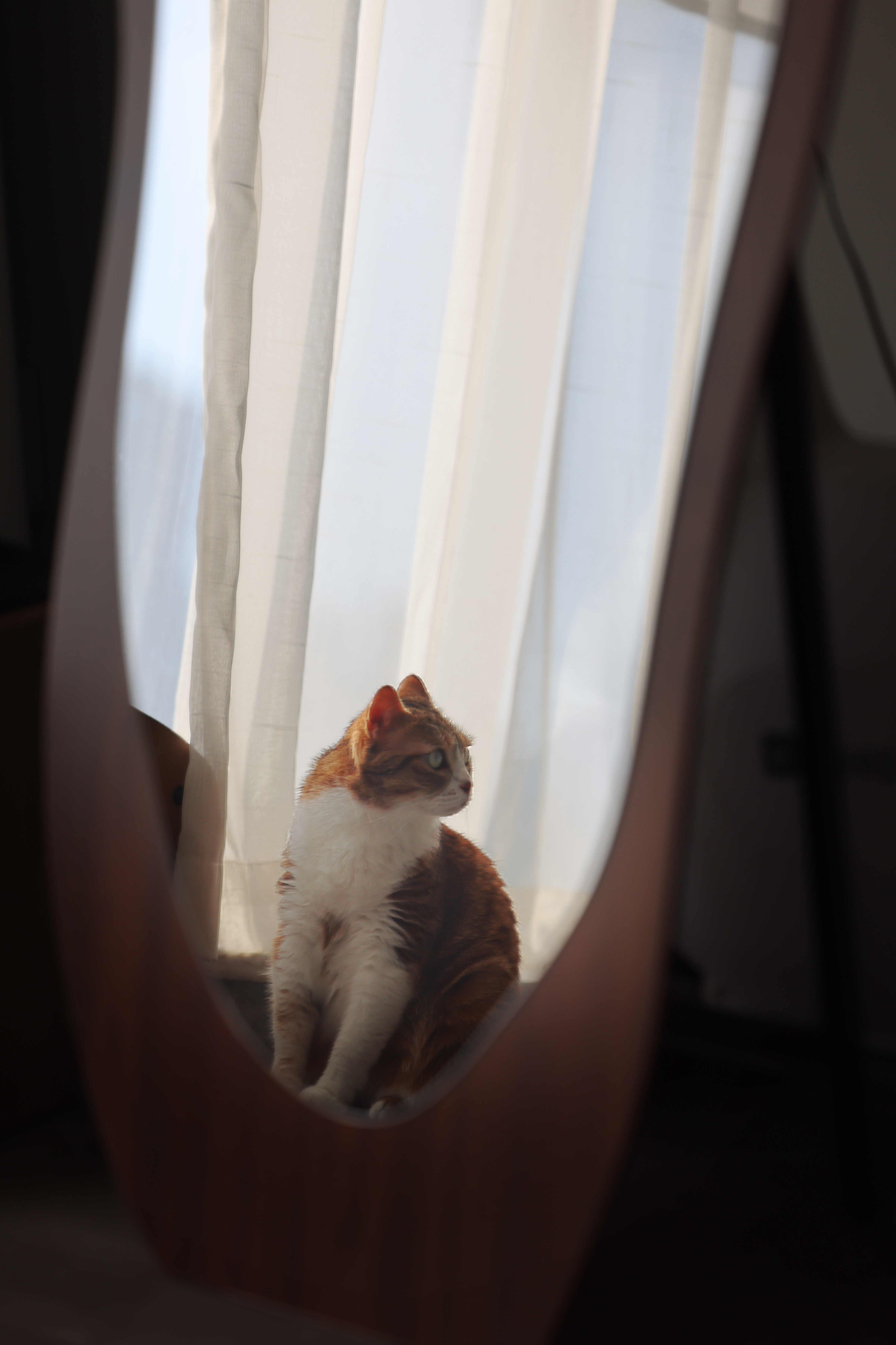 镜面猫生