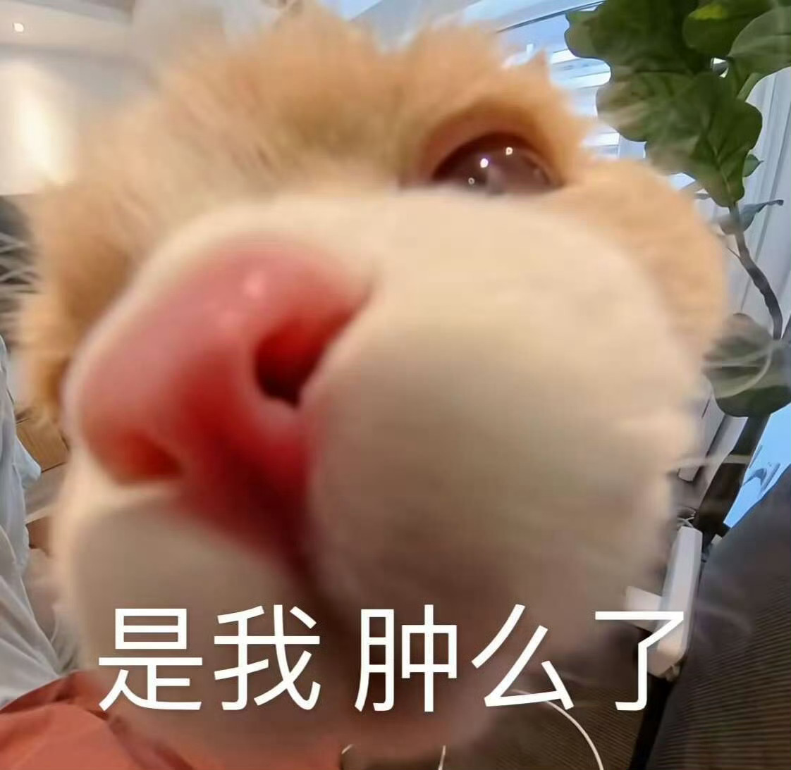 【抽奖】这条🍎里5月5日下午5点55分抽5个iron粉宝子各111元共555元
